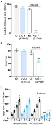 The AMPylase FIC-1 modulates TGF-β signaling in Caenorhabditis elegans